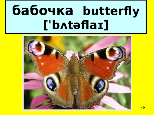 бабочка butterfly [ˈbʌtəflaɪ]  