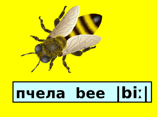 пчела bee |biː|  