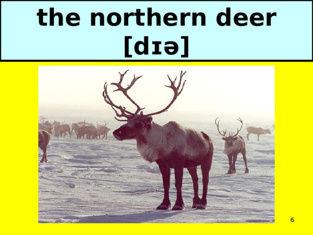 the northern deer [dɪə]  