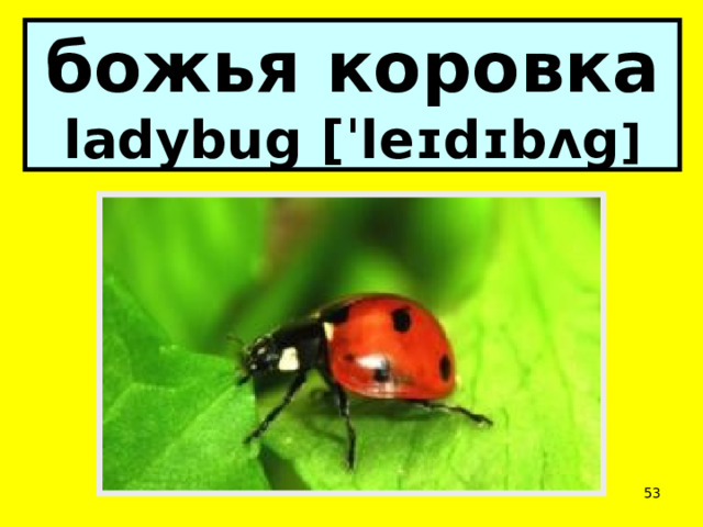 божья коровка  ladybug [ˈleɪdɪbʌg ]  