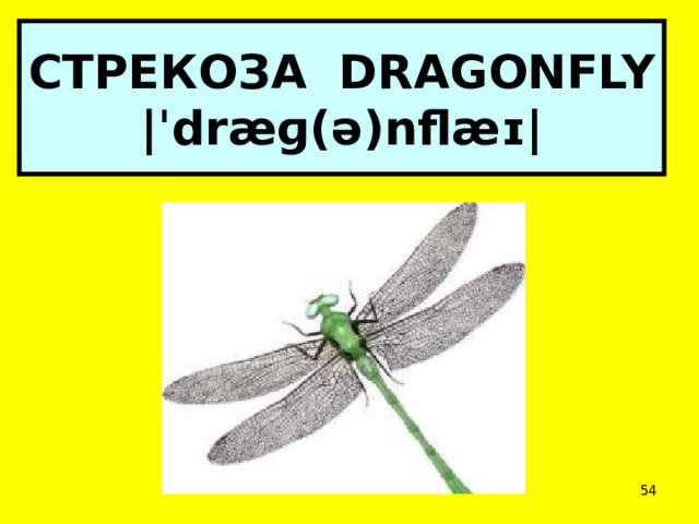 СТРЕКОЗА DRAGONFLY  |ˈdræɡ(ə)nflæɪ|  