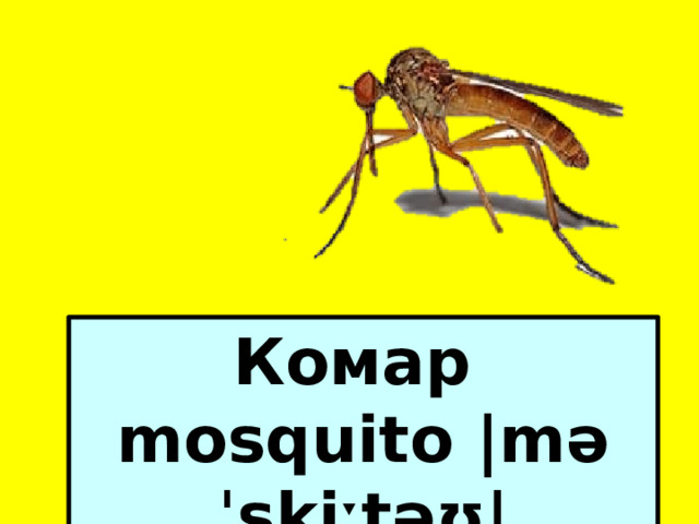 Комар mosquito |məˈskiːtəʊ|  