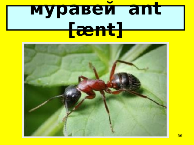 муравей ant [ænt]  