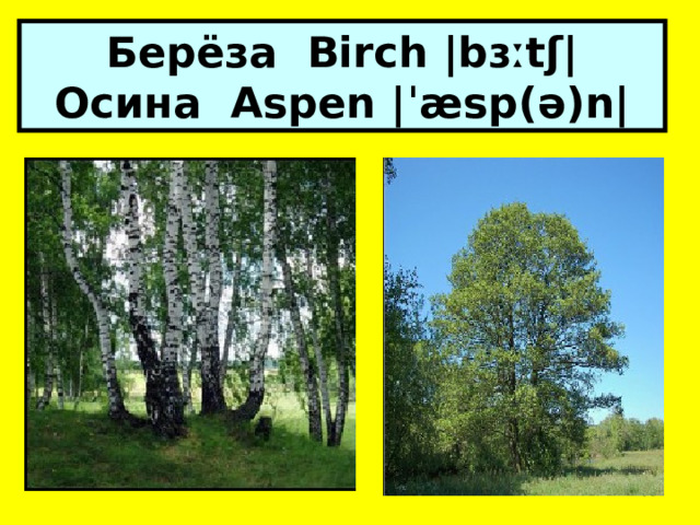 Берёза Birch |bɜːtʃ|  Осина Aspen |ˈæsp(ə)n|  