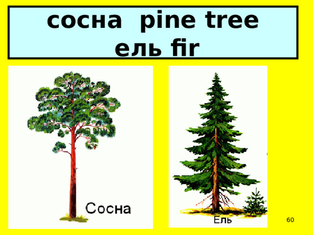 сосна pine tree  ель fir  