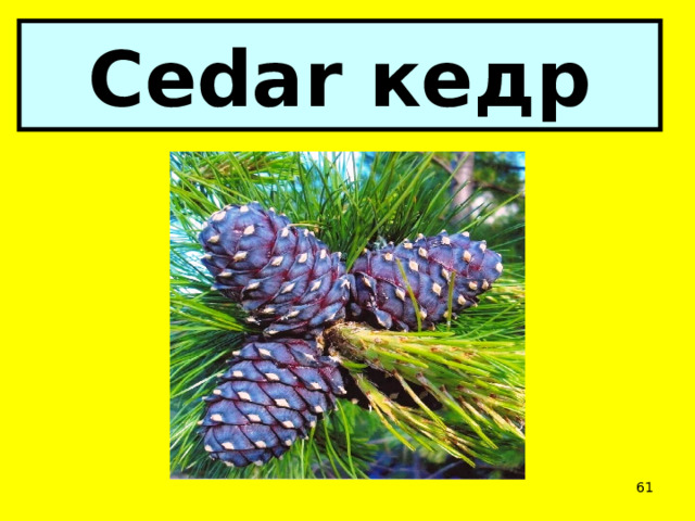 Cedar кедр  