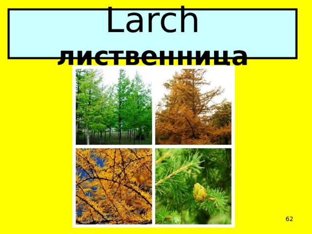 Larch лиственница  