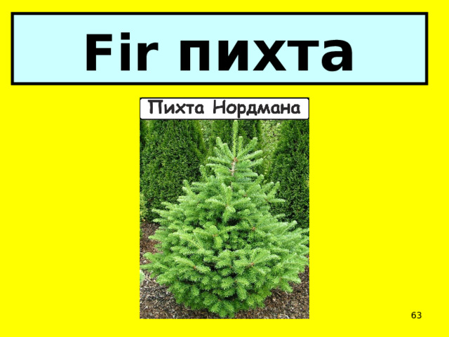 Fir пихта  