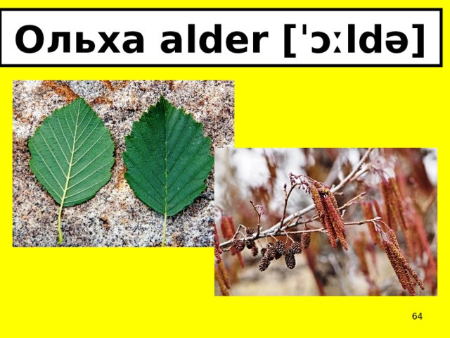 Ольха alder [ˈɔːldə]  