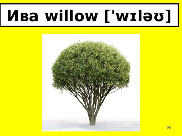 Ива willow [ˈwɪləʊ]  