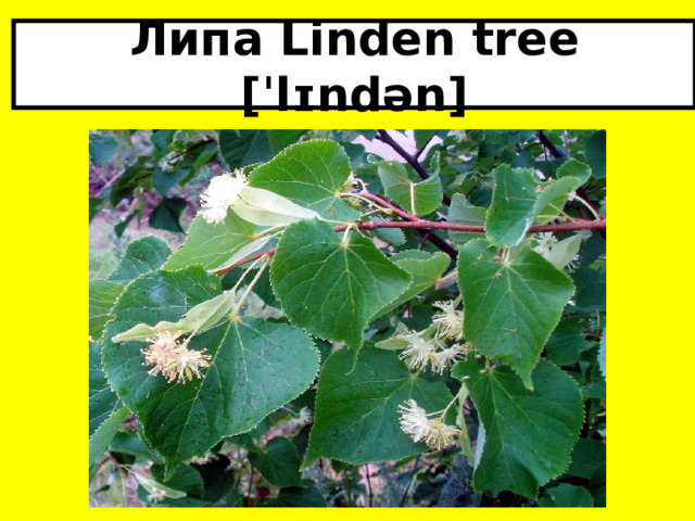 Липа Linden tree [ˈlɪndən] 