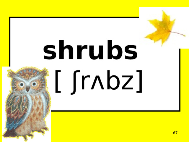 shrubs  [ ʃrʌbz]  