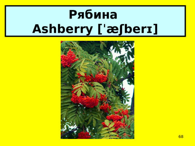 Рябина  Ashberry [ˈæʃberɪ]  
