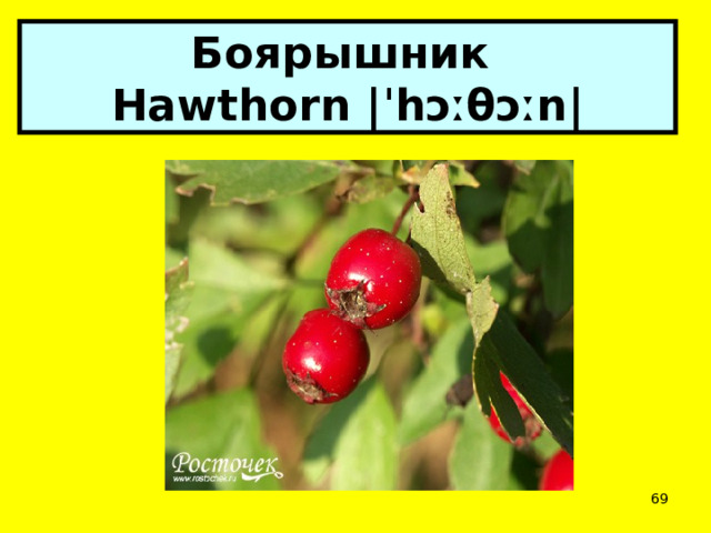 Боярышник  Hawthorn |ˈhɔːθɔːn|  