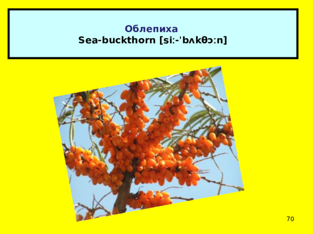  Облепиха  Sea-buckthorn [siː-ˈbʌkθɔːn]    
