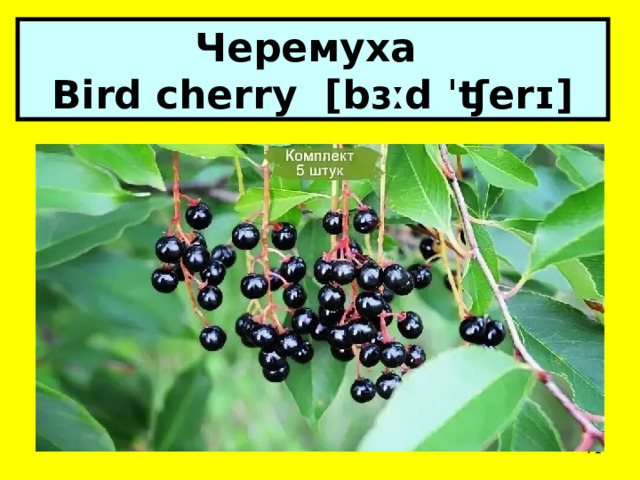 Черемуха  Bird cherry [bɜːd ˈʧerɪ]  
