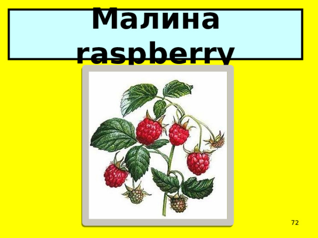 Малина raspberry  