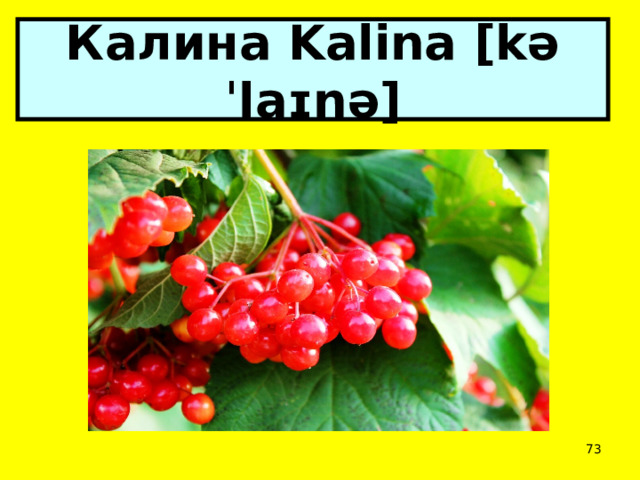 Калина Kalina [kəˈlaɪnə]  