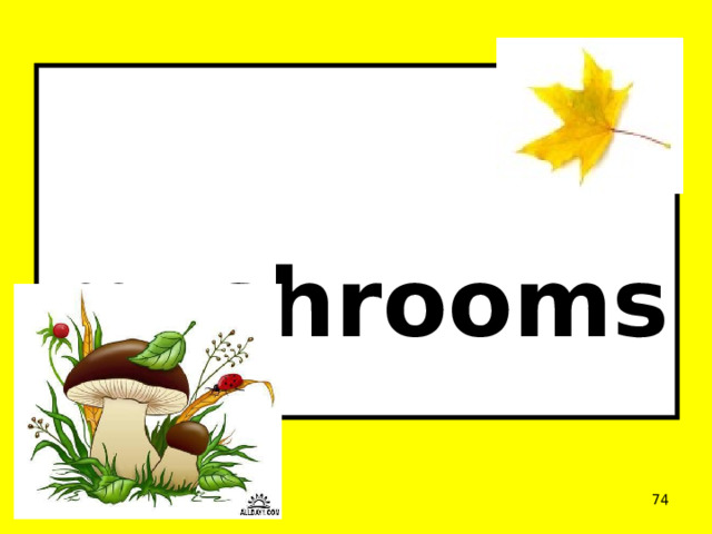  mushrooms  