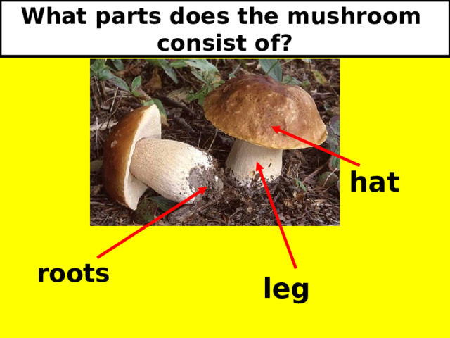 What parts does the mushroom  consist of? hat roots leg 