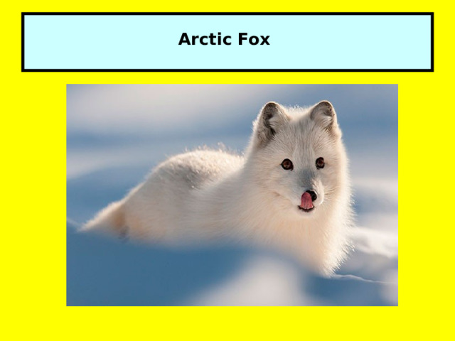   Arctic Fox   