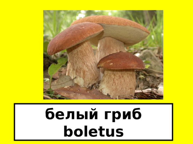 белый гриб boletus 