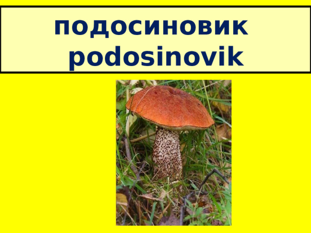 подосиновик  podosinovik 