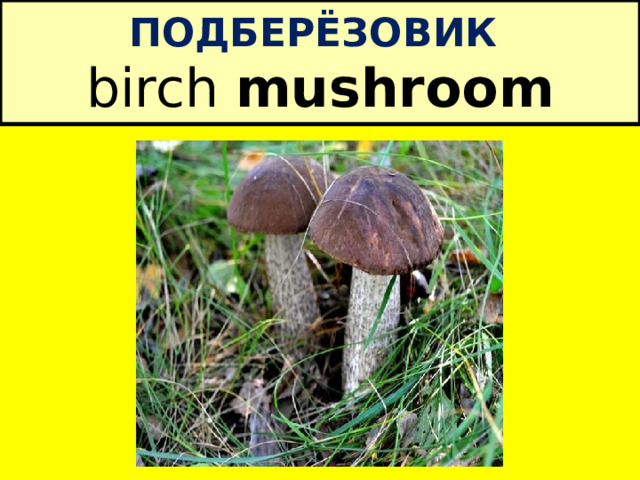 ПОДБЕРЁЗОВИК  birch mushroom 