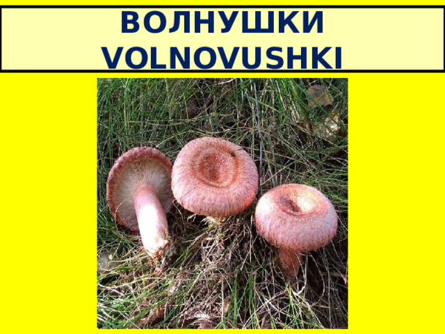ВОЛНУШКИ VOLNOVUSHKI 