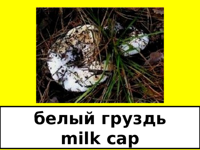 белый груздь  milk cap 