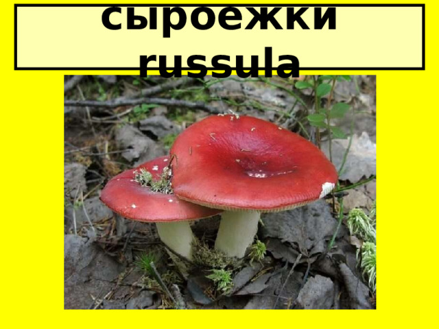 сыроежки russula 