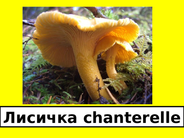 Лисичка chanterelle 