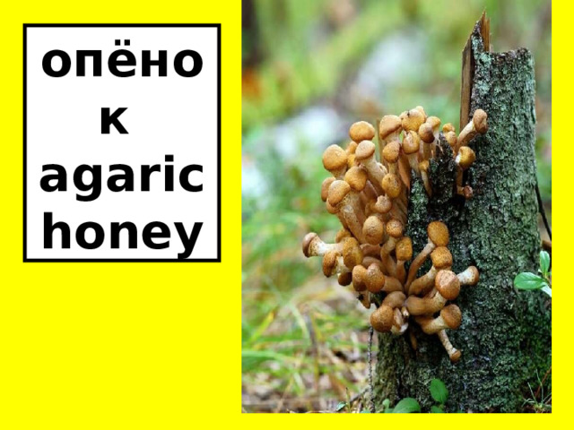 опёнок  agaric honey 