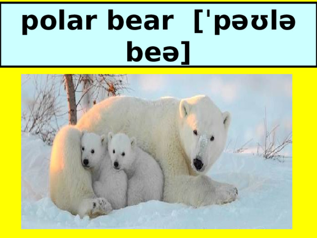 polar bear [ˈpəʊlə beə] 