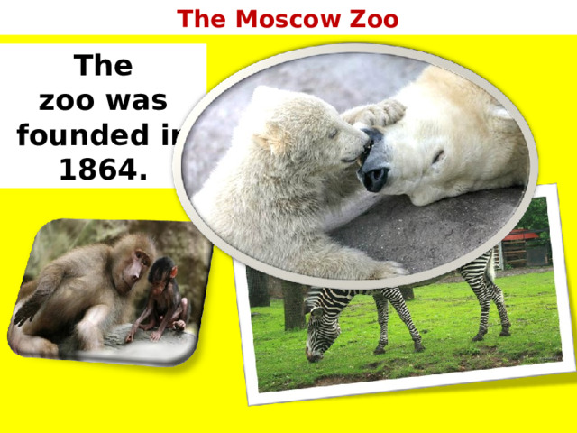 The Moscow Zoo The zoo was founded in 1864. 