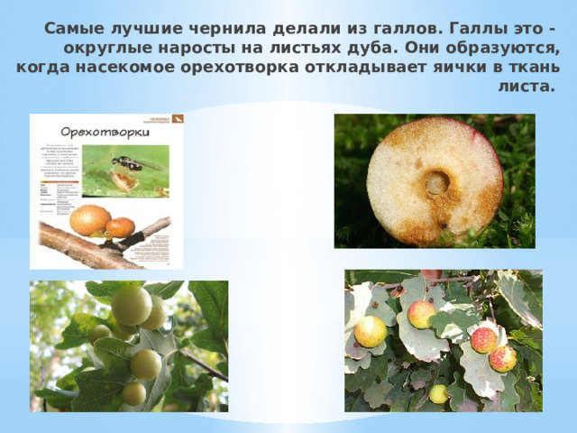 Самые лучшие чернила делали из галлов. Галлы это - округлые наросты на листьях дуба. Они образуются, когда насекомое орехотворка откладывает яички в ткань листа.   