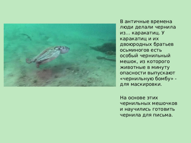 В античные времена люди делали чернила из… каракатиц. У каракатиц и их двоюродных братьев осьминогов есть особый чернильный мешок, из которого животные в минуту опасности выпускают «чернильную бомбу» - для маскировки. На основе этих чернильных мешочков и научились готовить чернила для письма. 