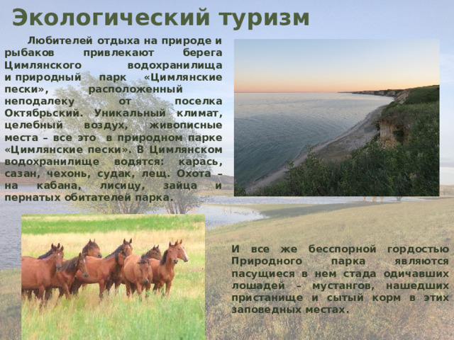 Экологический туризм  Любителей отдыха на природе и рыбаков привлекают берега Цимлянского водохранилища и природный парк «Цимлянские пески», расположенный неподалеку от поселка Октябрьский. Уникальный климат, целебный воздух, живописные места – все это в природном парке «Цимлянские пески». В Цимлянском водохранилище водятся: карась, сазан, чехонь, судак, лещ. Охота – на кабана, лисицу, зайца и пернатых обитателей парка.  И все же бесспорной гордостью Природного парка являются пасущиеся в нем стада одичавших лошадей – мустангов, нашедших пристанище и сытый корм в этих заповедных местах. 