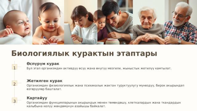 Биологиялык курактын этаптары 1 Өспүрүм курак Бул этап организмдин активдүү өсүү жана өнүгүү мезгили, жыныстык жетилүү камтылат. 2 Жетилген курак Организмдин физиологиялык жана психикалык жактан туруктуулугу мүнөздүү, бирок акырындап өзгөрүүлөр башталат. 3 Картайуу Организмдин функцияларынын акырындык менен төмөндөшү, клеткалардын жана ткандардын калыбына келүү жөндөмүнүн азайышы байкалат. 