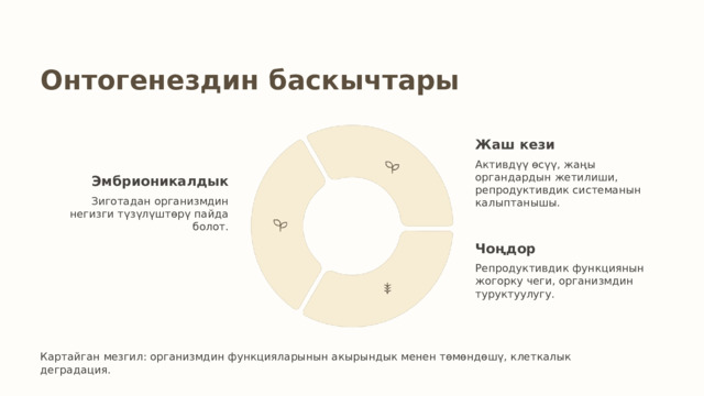 Онтогенездин баскычтары Жаш кези Активдүү өсүү, жаңы органдардын жетилиши, репродуктивдик системанын калыптанышы. Эмбрионикалдык Зиготадан организмдин негизги түзүлүштөрү пайда болот. Чоңдор Репродуктивдик функциянын жогорку чеги, организмдин туруктуулугу. Картайган мезгил: организмдин функцияларынын акырындык менен төмөндөшү, клеткалык деградация. 
