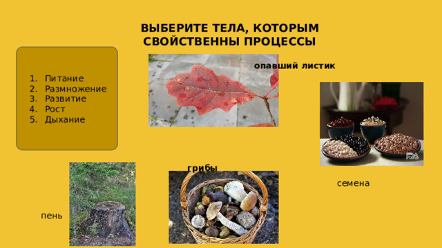 ВЫБЕРИТЕ ТЕЛА, КОТОРЫМ СВОЙСТВЕННЫ ПРОЦЕССЫ Питание Размножение Развитие Рост Дыхание опавший листик  семена грибы семена пень 
