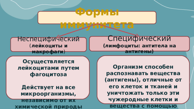 Формы иммунитета Специфический (лимфоциты: антитела на антигены) Неспецифический ( лейкоциты и макрофаги ) Осуществляется лейкоцитами путем фагоцитоза  Действует на все микроорганизмы, независимо от их химической природы Организм способен распознавать вещества (антигены), отличные от его клеток и тканей и уничтожать только эти чужеродные клетки и вещества с помощью антител 