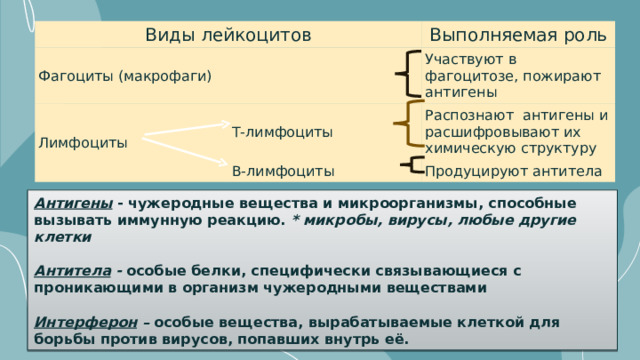 Виды лейкоцитов Фагоциты (макрофаги) Лимфоциты Выполняемая роль Т-лимфоциты Участвуют в фагоцитозе, пожирают антигены В-лимфоциты Распознают антигены и расшифровывают их химическую структуру Продуцируют антитела Антигены  - чужеродные вещества и микроорганизмы, способные вызывать иммунную реакцию.  * микробы, вирусы, любые другие клетки   Антитела - особые белки, специфически связывающиеся с проникающими в организм чужеродными веществами  Интерферон – особые вещества, вырабатываемые клеткой для борьбы против вирусов, попавших внутрь её. 