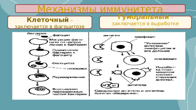 Механизмы иммунитета Клеточный – заключается в фагоцитозе Гуморальный –заключается в выработке антител 