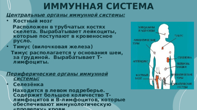 ИММУННАЯ СИСТЕМА Центральные органы иммунной системы: Костный мозг  Расположен в трубчатых костях скелета. Вырабатывает лейкоциты, которые поступают в кровеносное русло. Тимус (вилочковая железа)  Тимус располагается у основания шеи, за грудиной. Вырабатывает Т-лимфоциты.  Периферические органы иммунной системы: Селезёнка  Находится в левом подреберье. Содержит большое количество Т-лимфоцитов и В-лимфоцитов, которые обеспечивают иммунологическую «проверку» крови. Лимфатические узлы  Располагаются по ходу лимфатических сосудов. Содержат В-лимфоциты, Т-лимфоциты, макрофаги. 