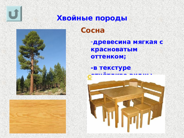 Хвойные породы Сосна древесина мягкая с красноватым оттенком; -в текстуре отчётливо видны годичные кольца. 