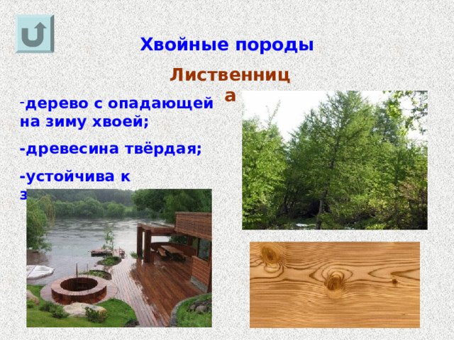 Хвойные породы Лиственница дерево с опадающей на зиму хвоей; -древесина твёрдая; -устойчива к загниванию. 