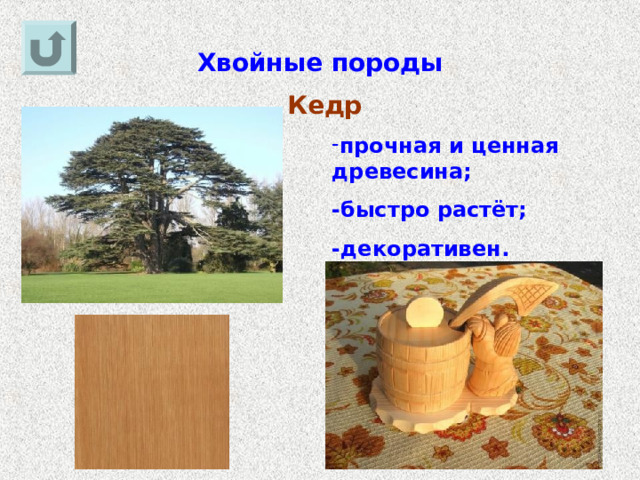 Хвойные породы Кедр прочная и ценная древесина; -быстро растёт; -декоративен. 