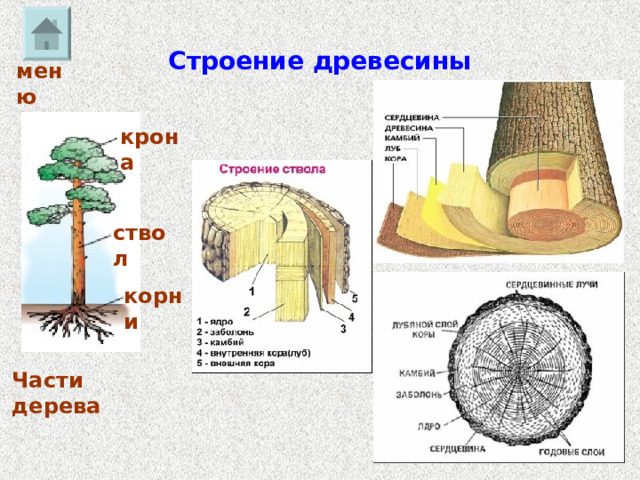Строение древесины меню крона ствол корни Части дерева 