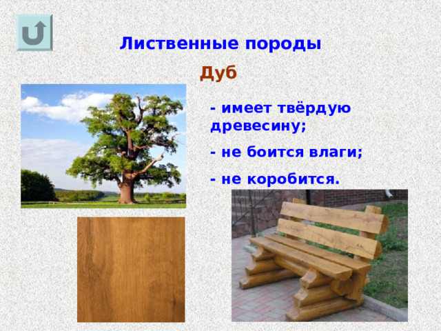 Лиственные породы Дуб - имеет твёрдую древесину; - не боится влаги; - не коробится. 